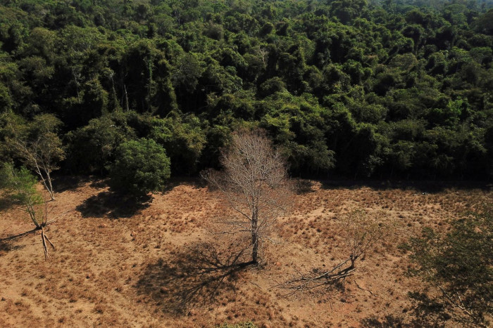 Can AI help end deforestation? - Vimarsana News