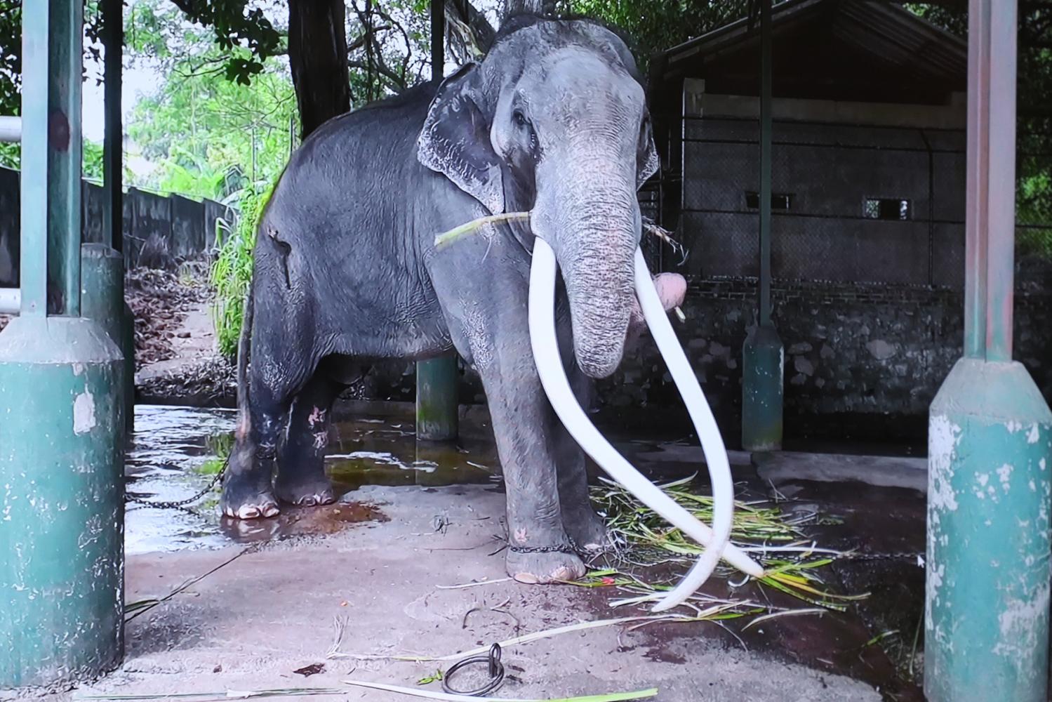 Bangkok Post - Kingdom set to repatriate sick elephant