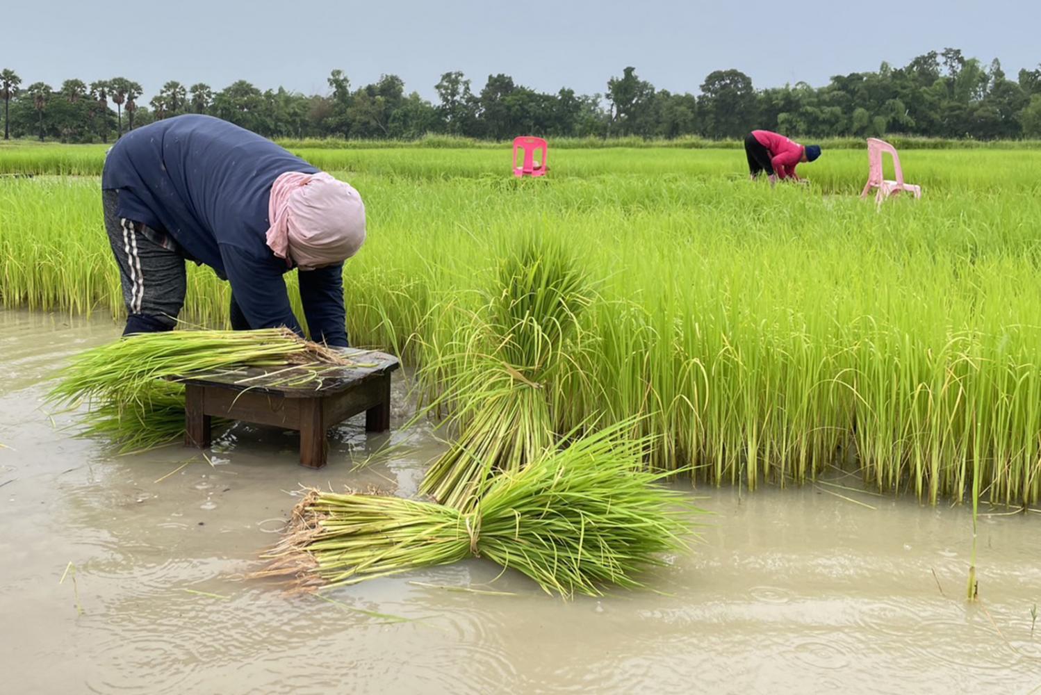 Farmers harvest rice in the fields. Rice exports during the first seven months this year tallied 2.54 million tonnes with a value of 40.8 billion baht, a gain of 51.8% year-on-year.