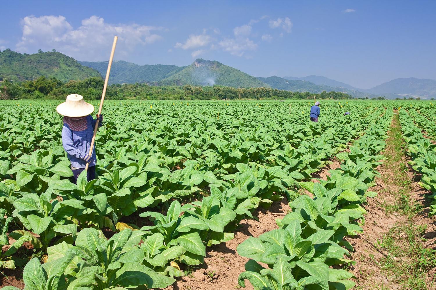 Workers tend tobacco plants on a farm in northern Thailand.