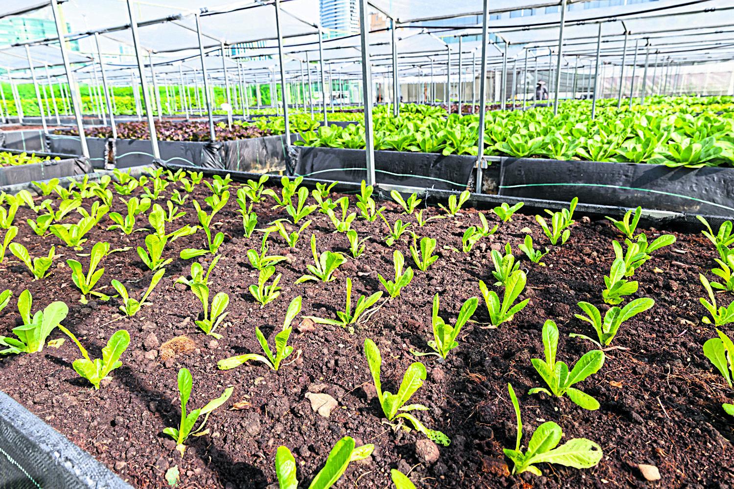 Centara Grand's rooftop garden delivers organic produce and savings