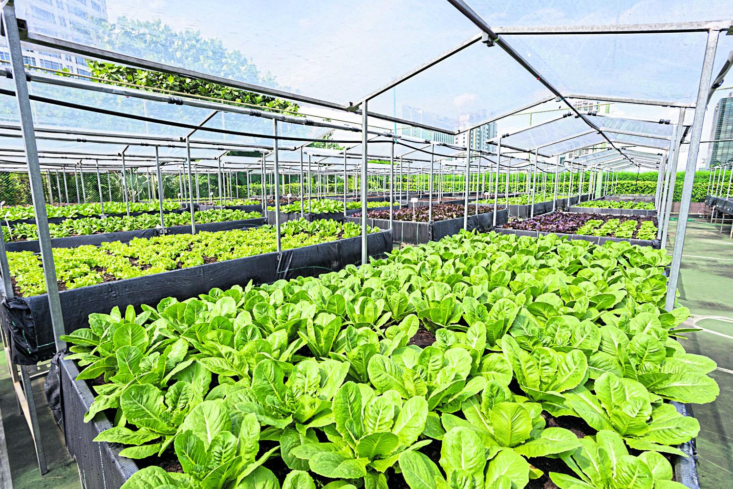 Centara Grand's rooftop garden delivers organic produce and savings