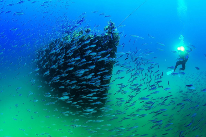 Global coral collapse a neglected crisis