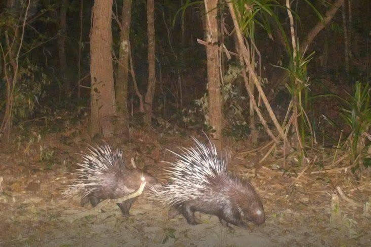 Rare animals thriving in Kanchanaburi park