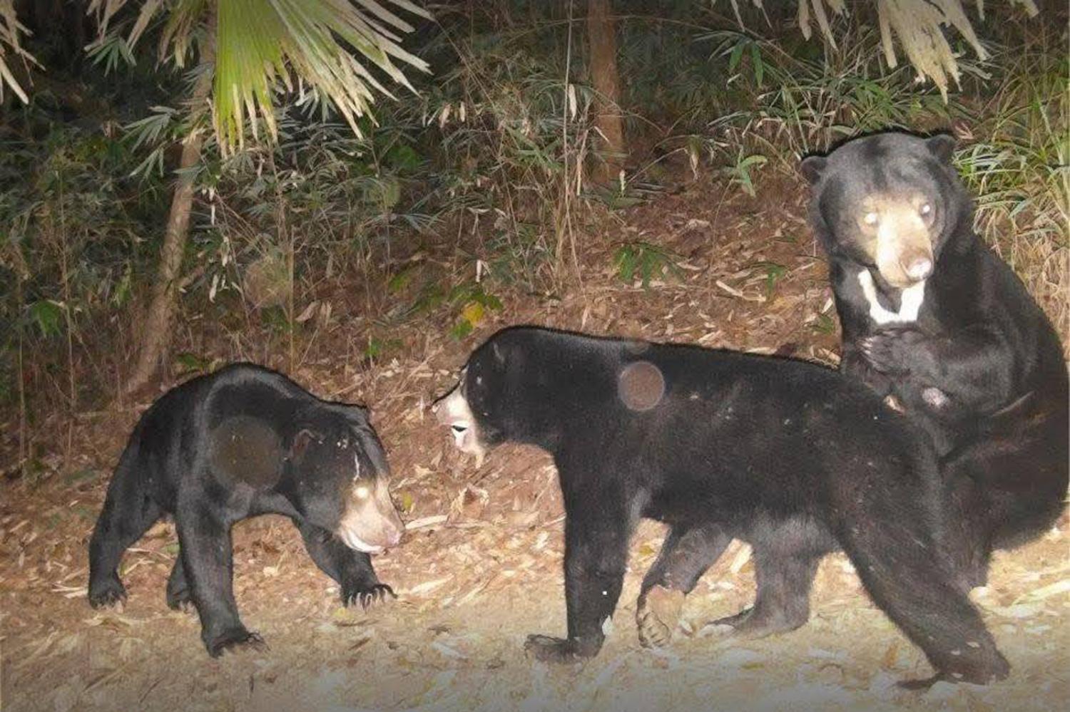 Rare animals thriving  in Kanchanaburi park