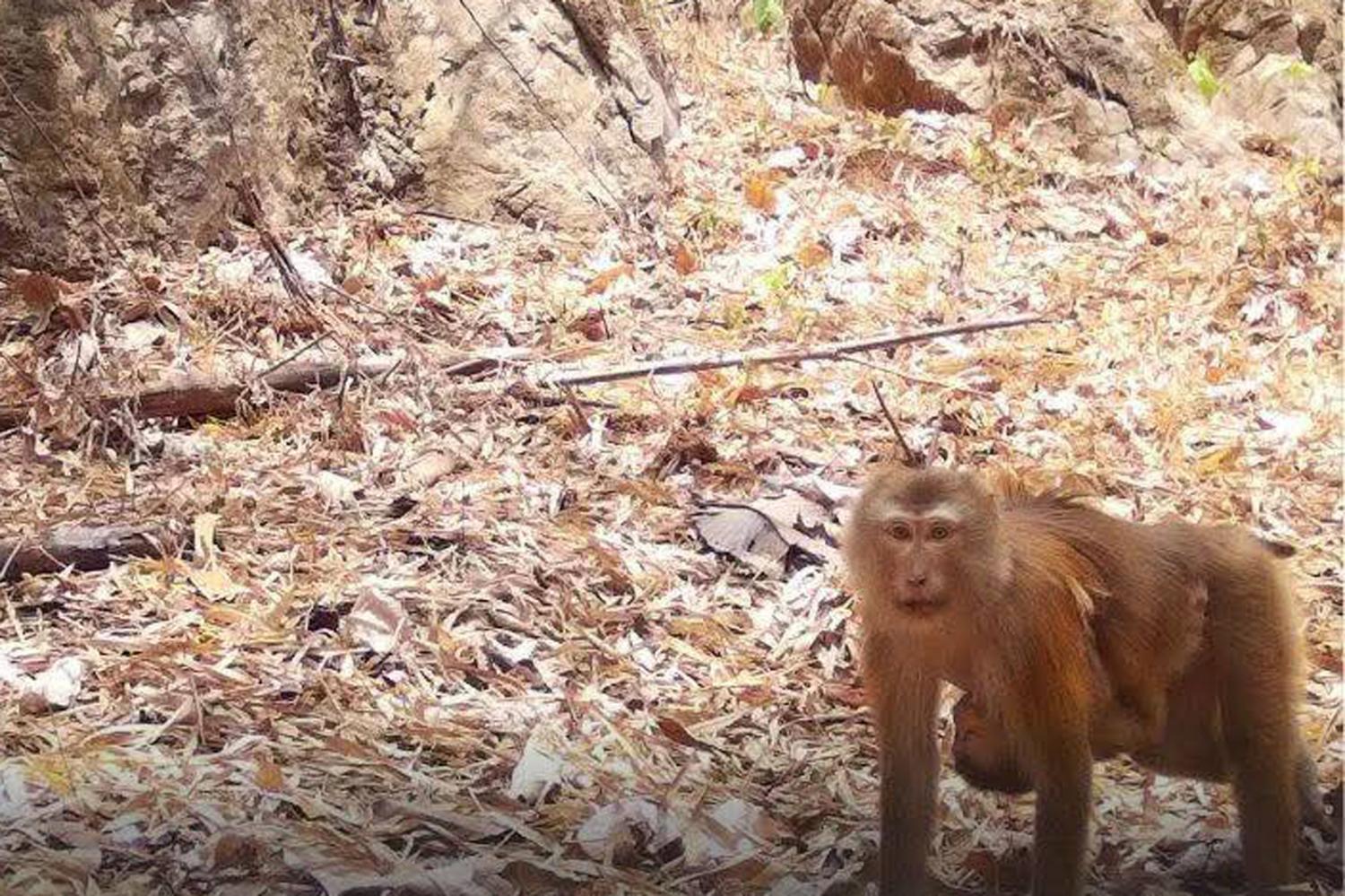 Rare animals thriving  in Kanchanaburi park