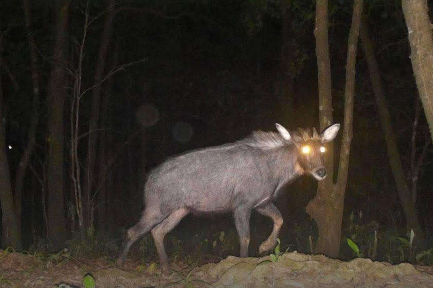Rare wildlife captured in Khao Laem Park highlights conservation success | News by Thaiger