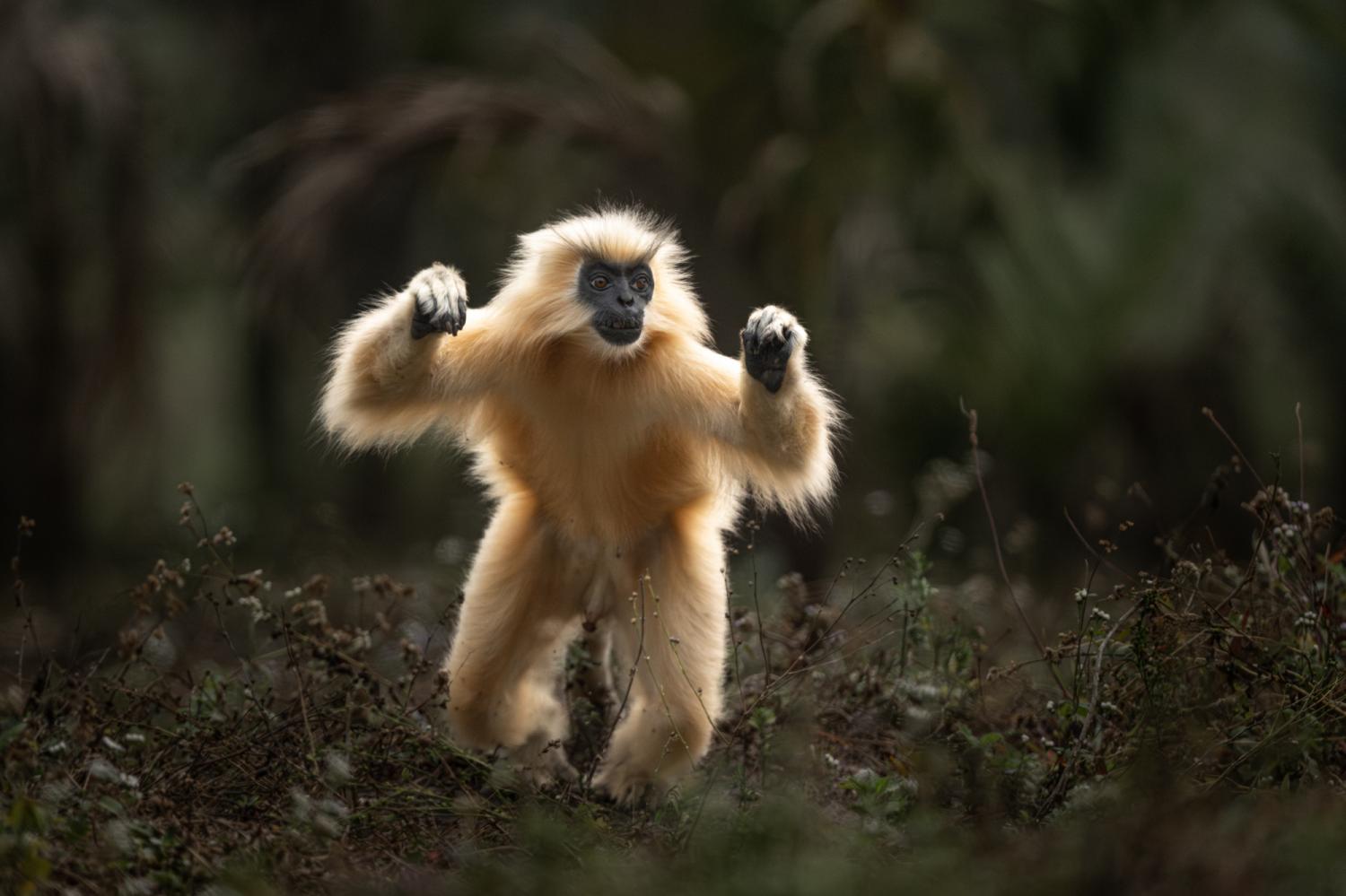 ผลงานของ Vincent Munier ช่างภาพสัตว์ป่าชาวฝรั่งเศส
