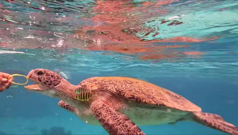 A diver dangles a wristband in front of a sea turtle at Mu Ko Similan. Facebook