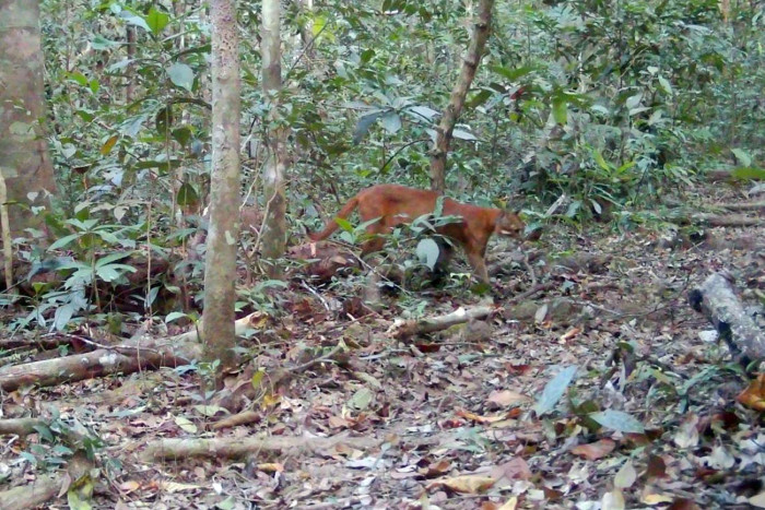 Asiatic Golden Cat spotted in Khao Yai National Park