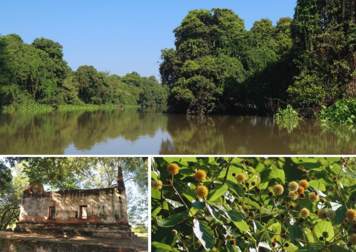 Join Siam Society on a biocultural heritage trip to Ayutthaya