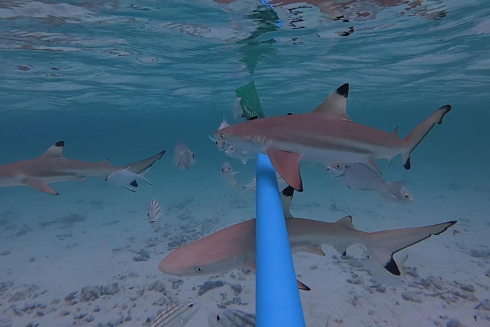 Maya Bay  'a haven' for blacktip  reef sharks
