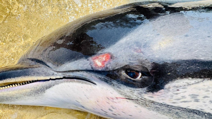 Dead striped dolphin washes up on beach
