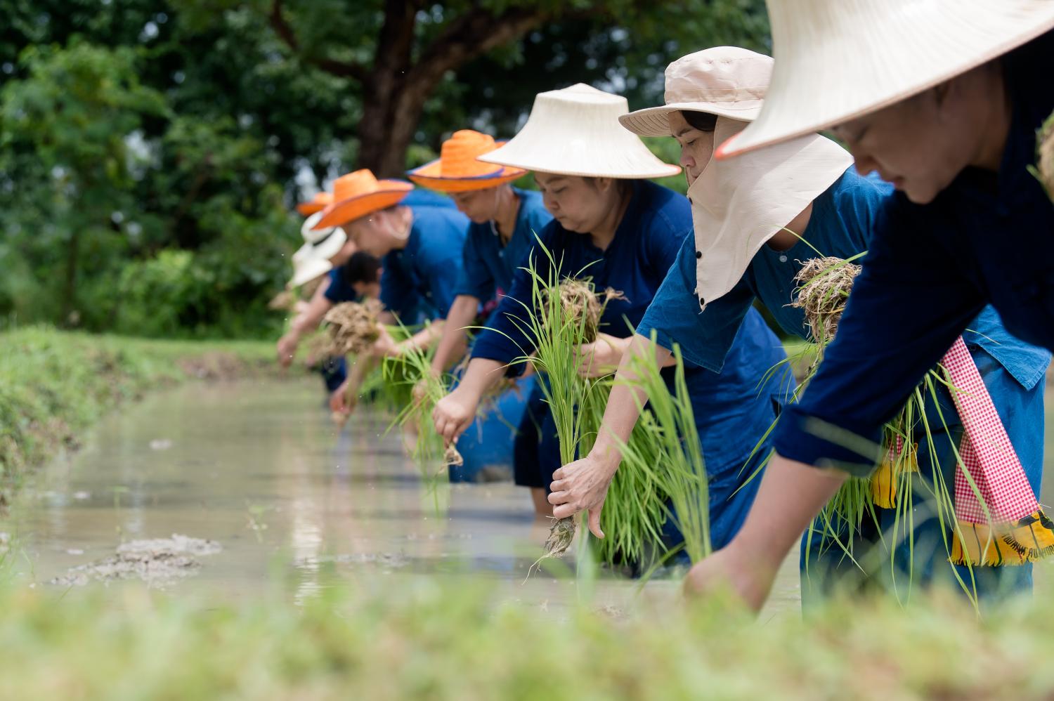 Hotels are offering local cultural experiences for Mice guests, such as Thai rice farming, as part of an ESG strategy and sustainability trend.