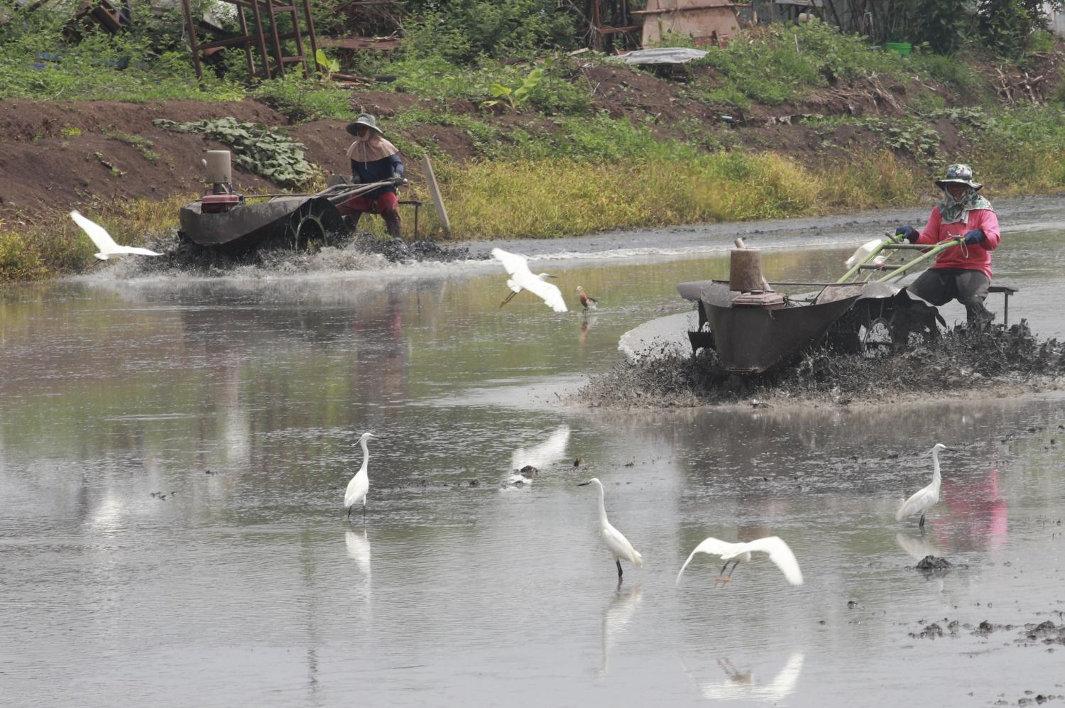 With an extreme drought predicted this year, rice farmers are likely to feel the pinch.&thinsp;Pattarapong Chatpattarasill