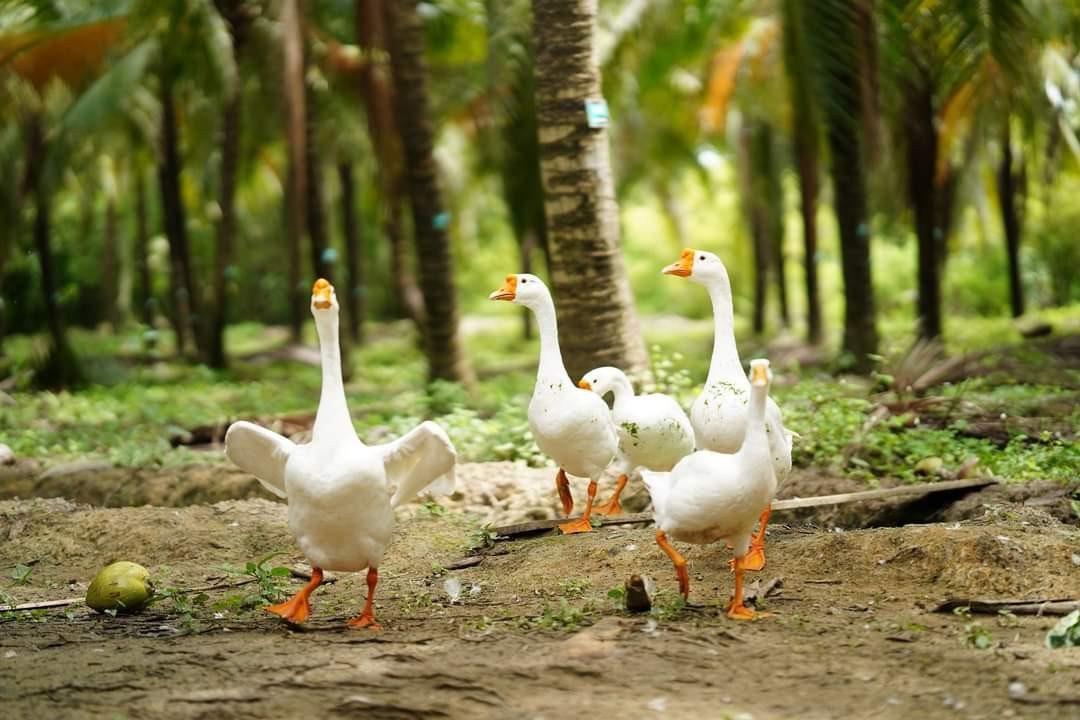 left&ensp; Geese roam between the trees at the farm.