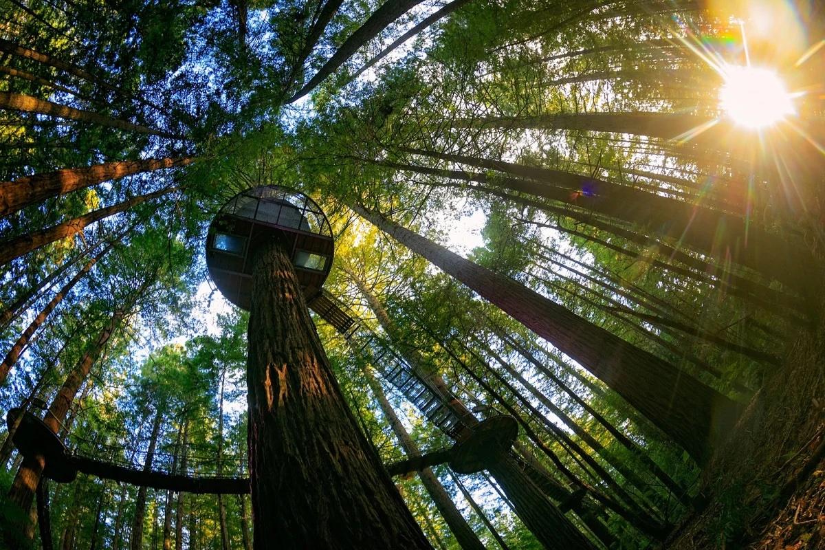 Redwoods Whakarewarewa Forest. photo courtesy of Redwoods Whakarewarewa Forest
