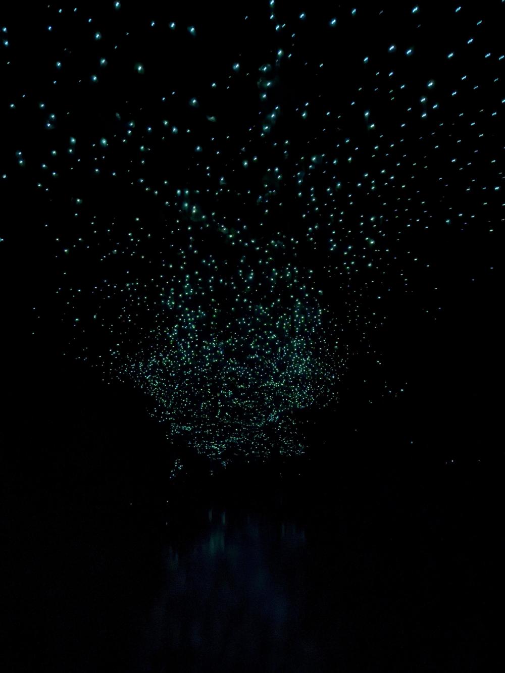 Glowworm caves in Waitomo. photo: Nianne-Lynn Hendricks