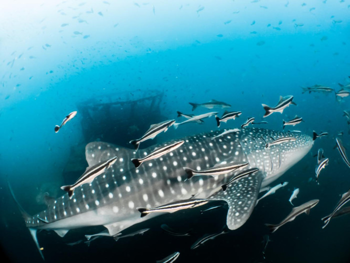 Bangkok Post - Giving the ocean a chance to heal