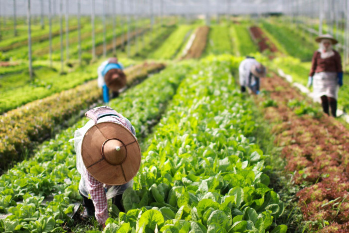 Asean's green growth push - Bangkok Post
