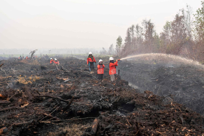 Indonesia faces peat reckoning