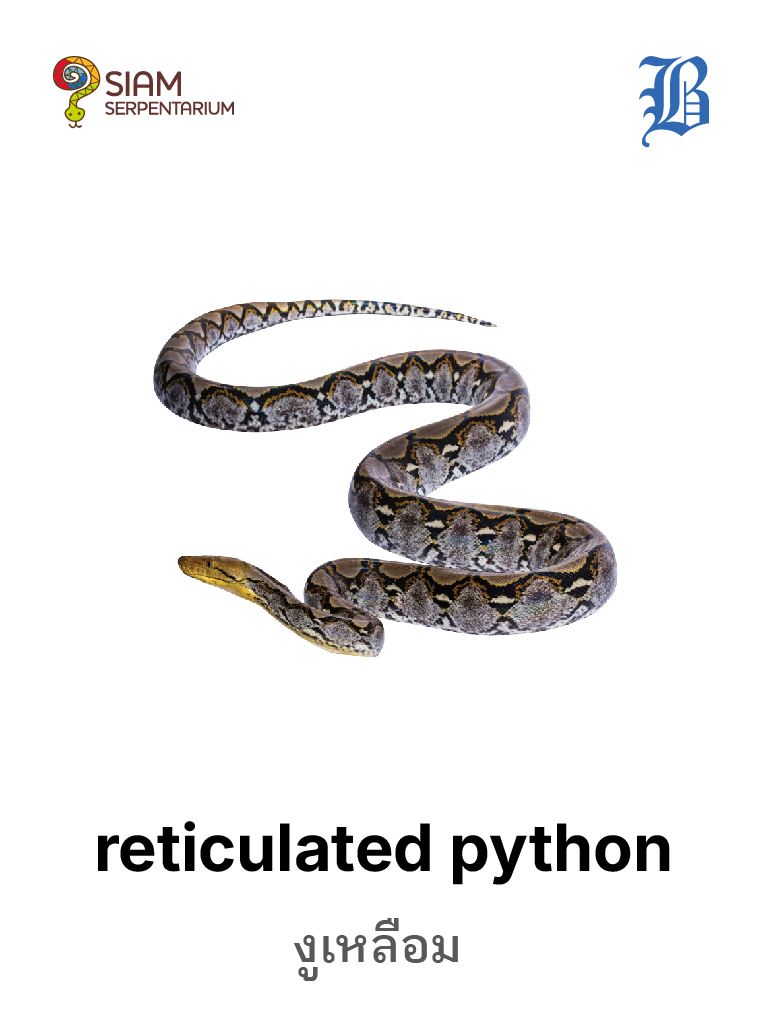 Reticulated Python