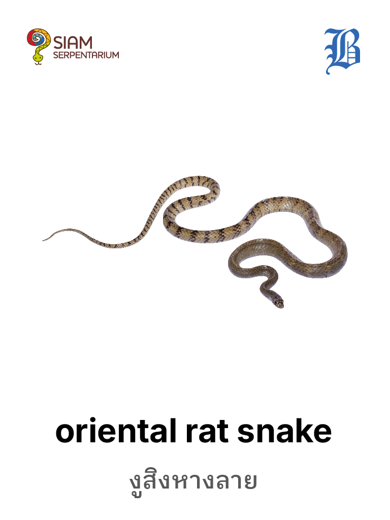 Oriental Rat Snake