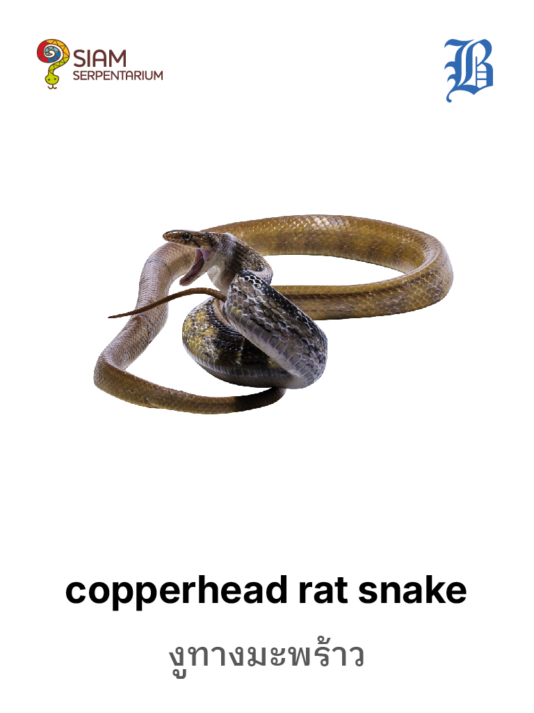 Copperhead Rat Snake