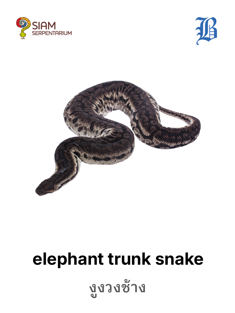 Elephant Trunk Snake