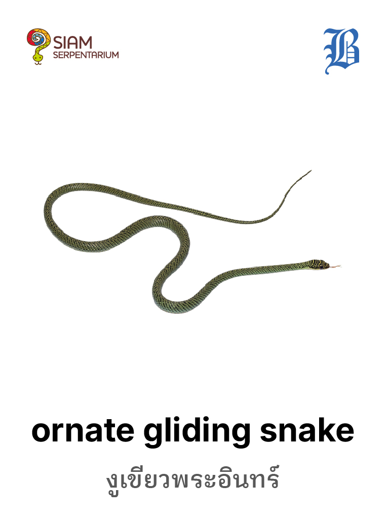 Ornate Gliding Snake