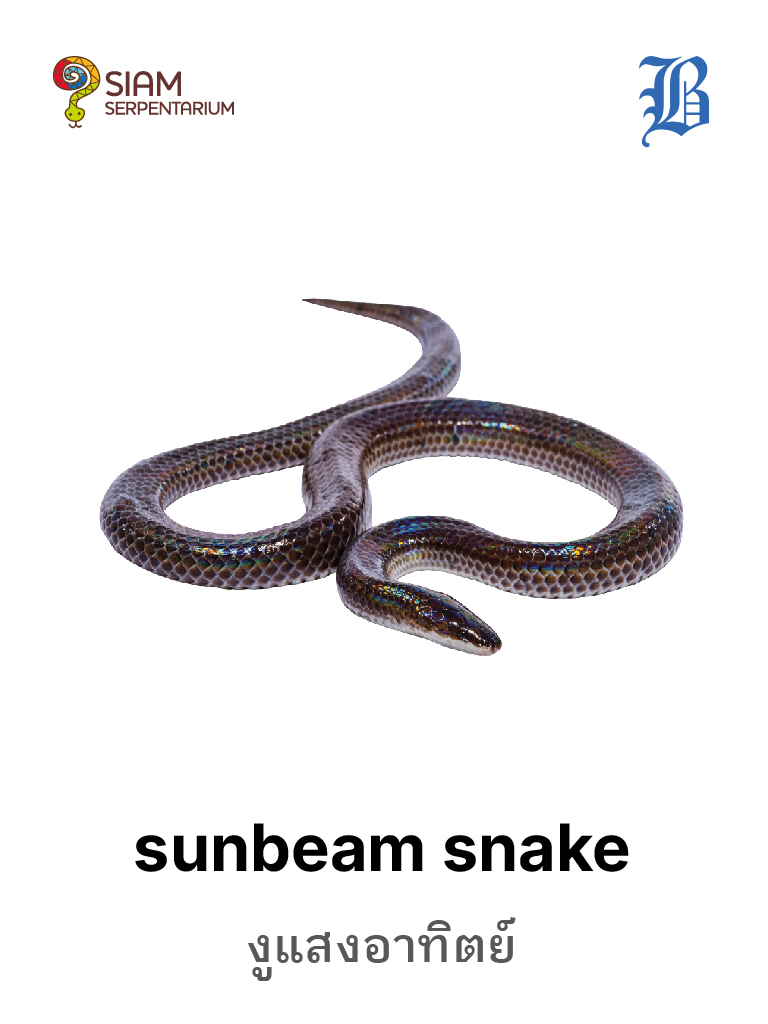 Sunbeam Snake