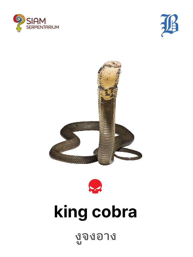 King Cobra