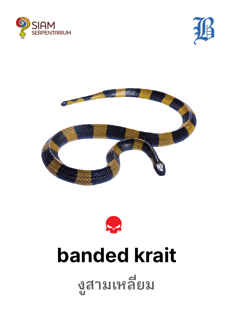 Banded Krait