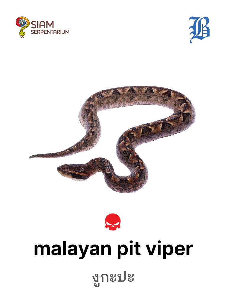 Malayan Pit Viper