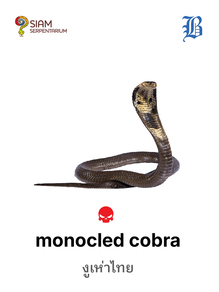 Monocled Cobra