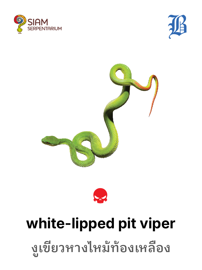 White-lipped Pit Viper