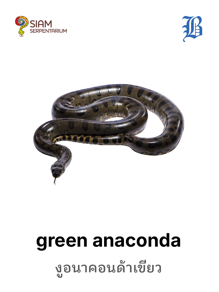 Green Anaconda
