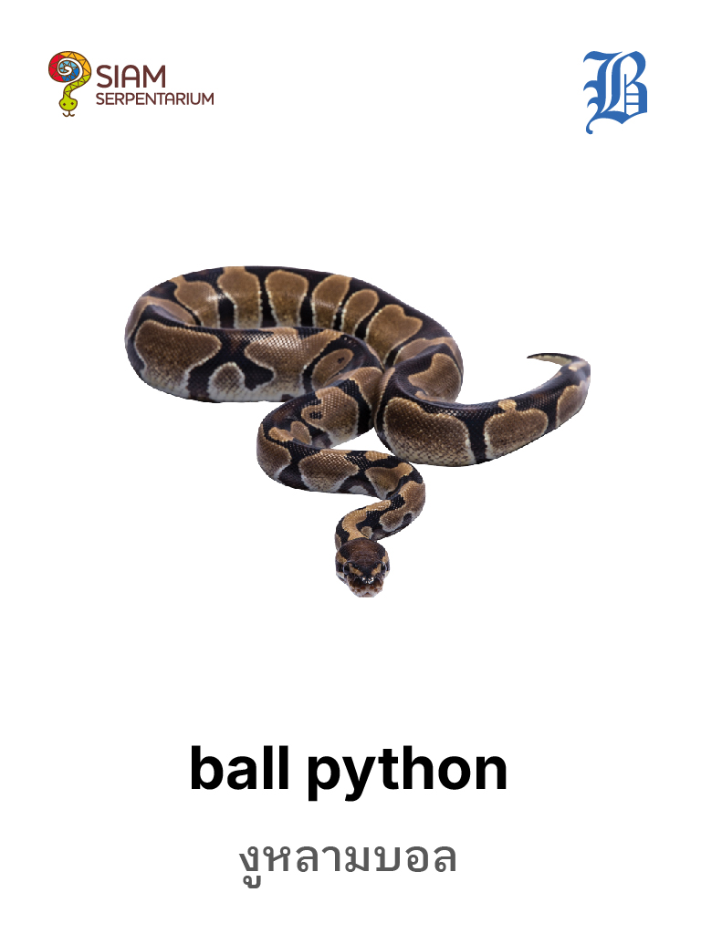 Ball Python