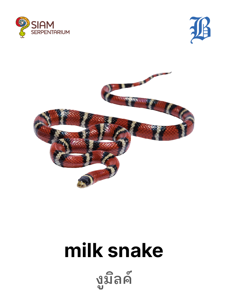 Milk Snake