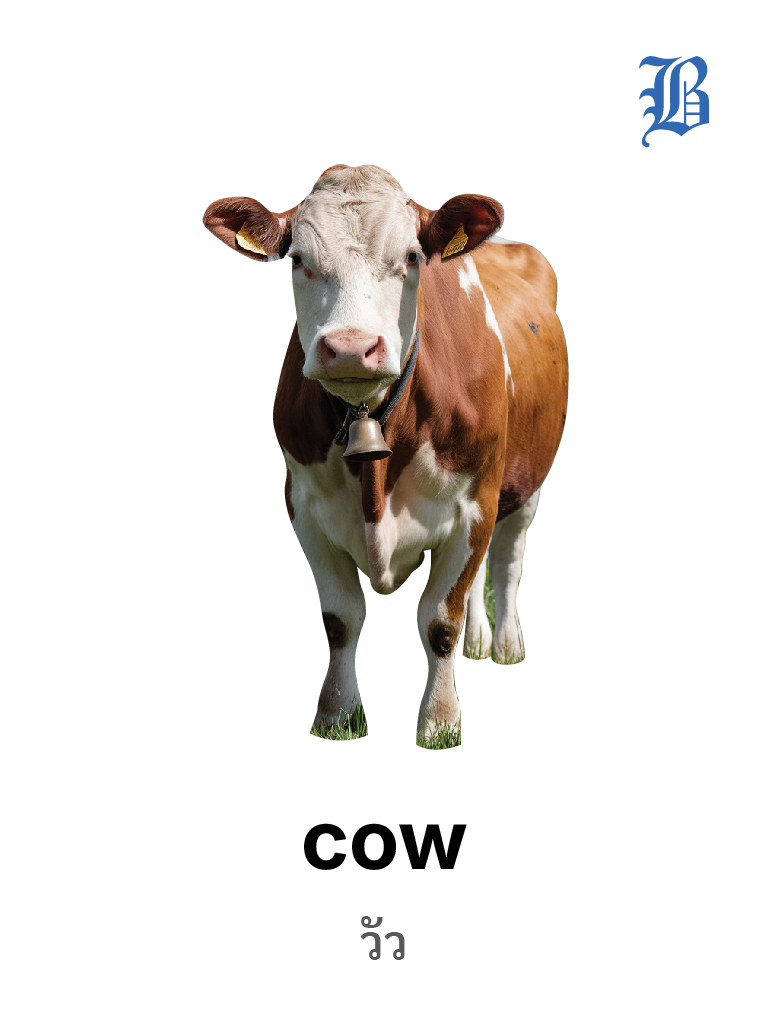 Cow