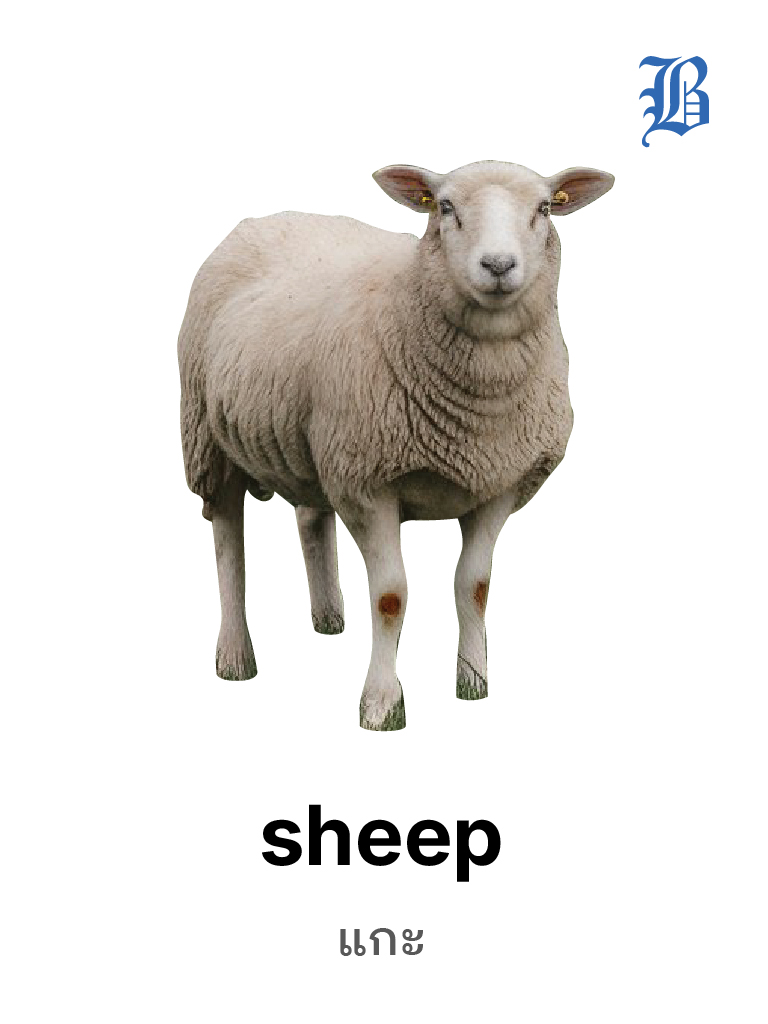 Sheep
