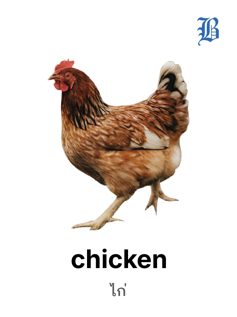 Chicken