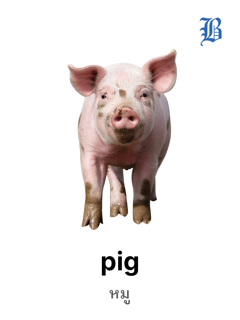 Pig