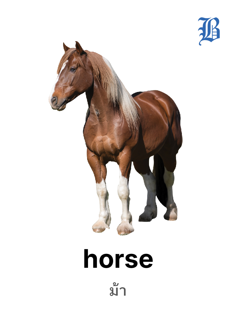 Horse