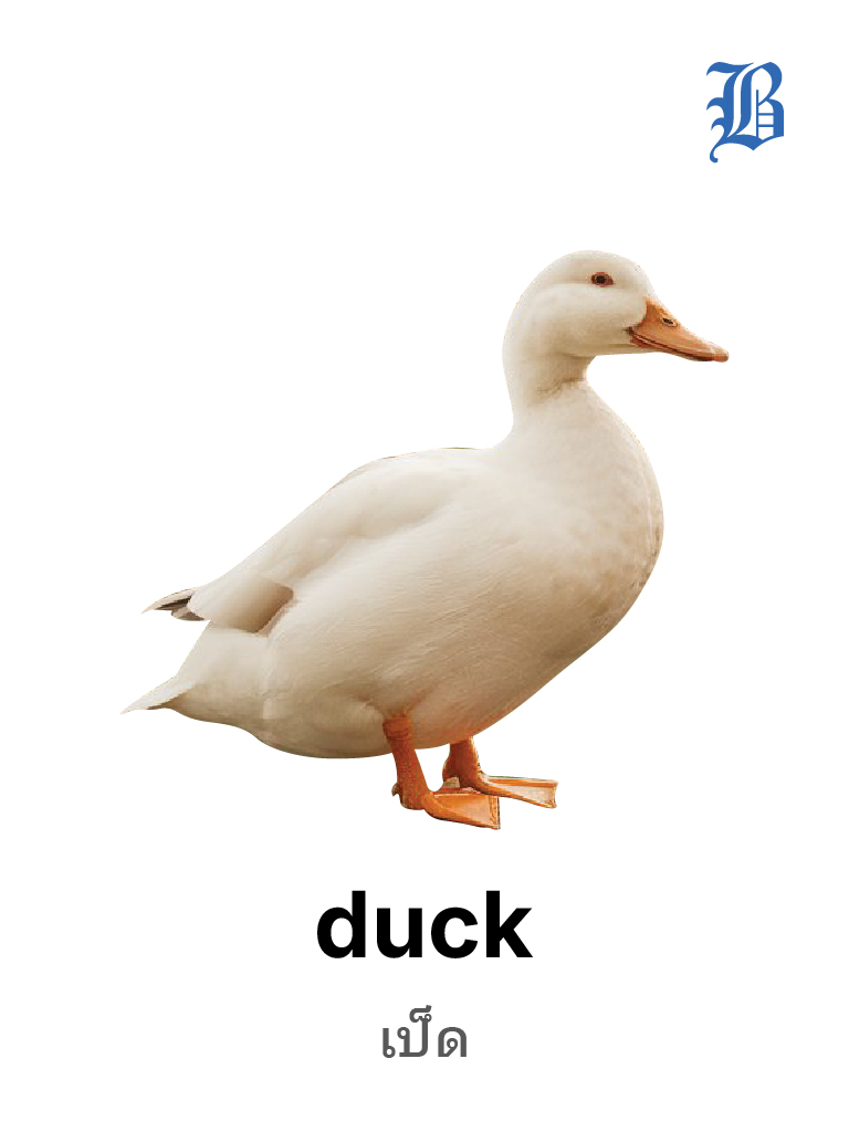 Duck