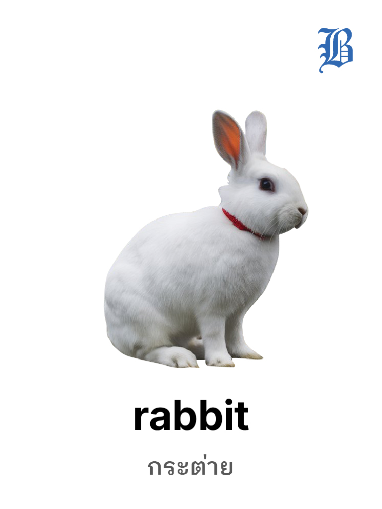 Rabbit 