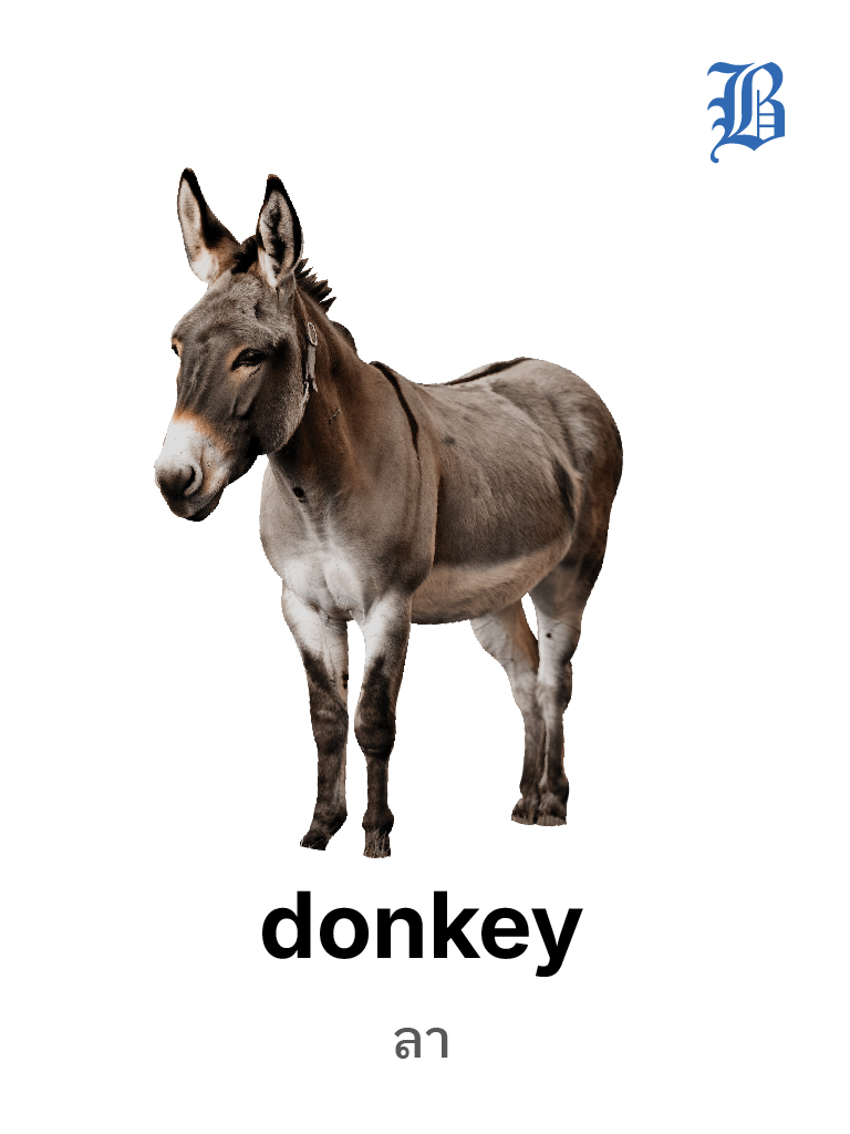 Donkey