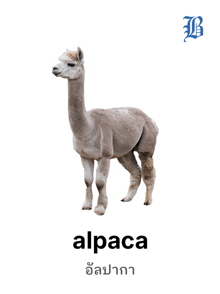 Alpaca