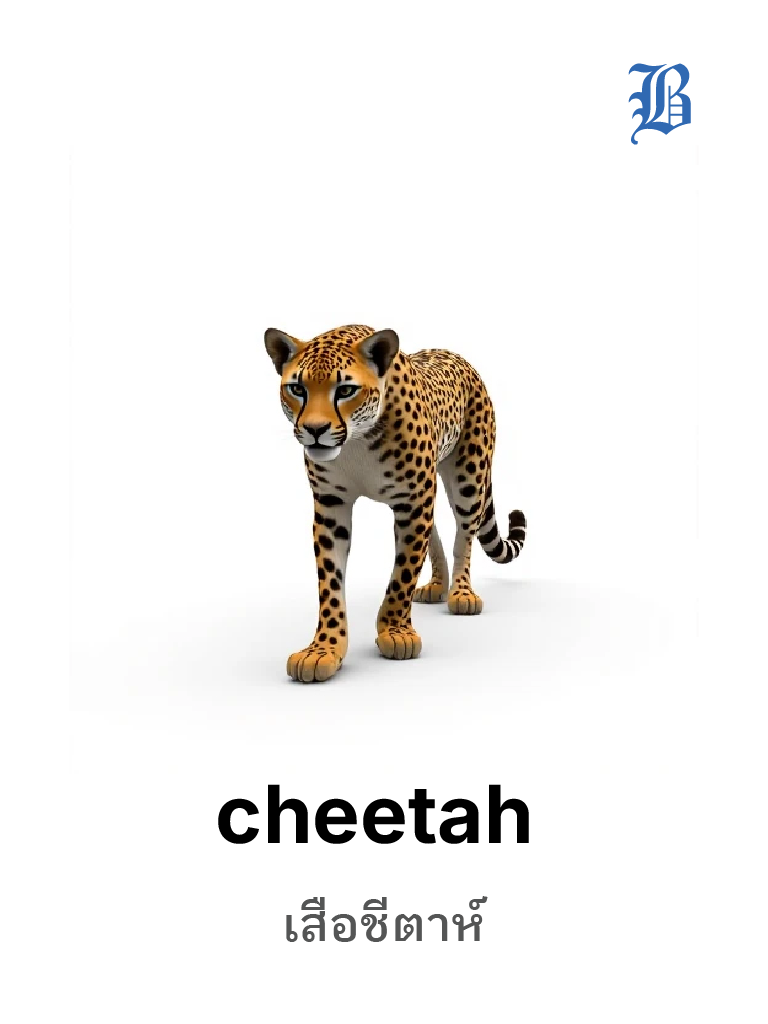 cheetah 