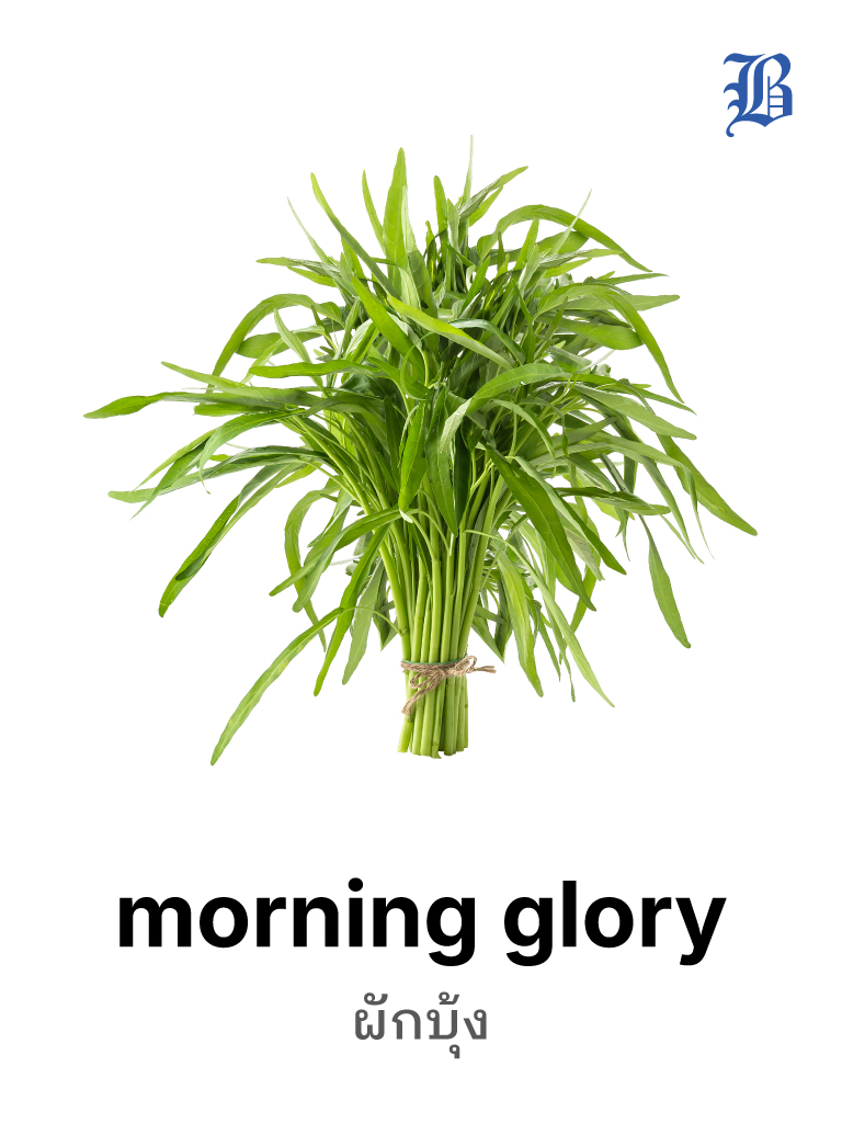 morning glory 